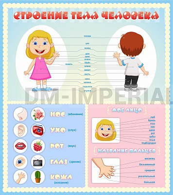 Строение человека, для детей