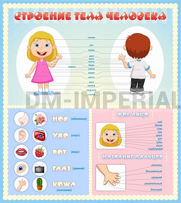 Информационные стенды, Оформление стендов для сада, Строение человека, для детей ДС-01179 Информационные стенды, Оформление стендов для сада, Строение человека, для детей ДС-01179